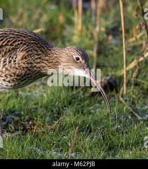 Detaillierte Nahaufnahme von Seiten des wilden UK-Curlew-Vogels (Numenius arquata) isoliert im Freien, auf frostigen Boden picken, ein sich wehender Regenwurm in seinem langen Schnabel. Stockfoto
