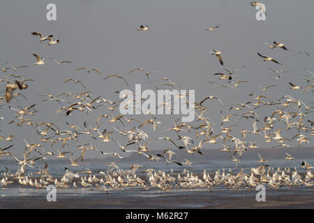 Scharen von Zugvögeln einschließlich seeschwalben und Möwen am Strand in Alibaug Konkan, Maharashtra, Indien fliegen Stockfoto