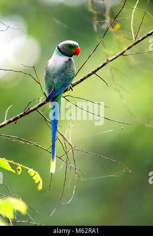 Dieses ist ein wilder Papagei Foto, immer dieser Papagei in gute Grüne Farbe angezeigt wird, Foto in idamalayar Wald in Kerala eingenommen wird, Stockfoto