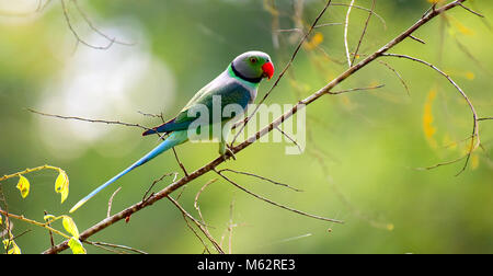 Dieses ist ein wilder Papagei Foto, immer dieser Papagei in gute Grüne Farbe angezeigt wird, Foto in idamalayar Wald in Kerala eingenommen wird, Stockfoto