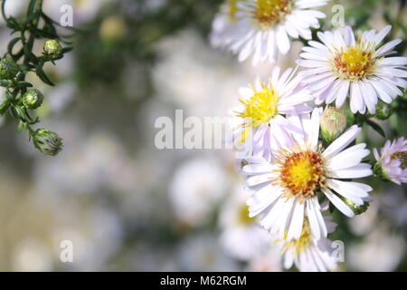 Blüten und Knospen in voller Blüte Stockfoto