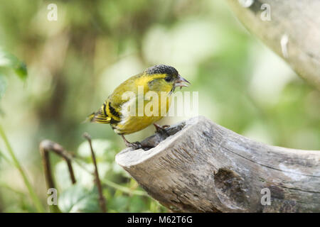 Eine atemberaubende männlichen Siskin (Carduelis spinus) auf einem Baumstumpf Fütterung thront. Stockfoto