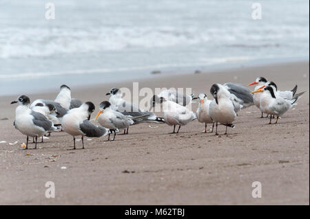 Die Royal tern (Thalasseus maximus) ist ein Stern in der Familie Laridae. Dieser Vogel hat zwei verschiedene Unterarten: T. m. Maximus, die Leben auf der Atlant Stockfoto