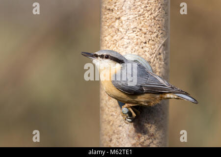 Kleiber (Sitta europaea) Der Besuch an einer Futterstelle an Vogel in Warnham Wildlife Reserve Horsham Großbritannien verstecken. Winter im Februar 2018. Lange schwarze Spitzen Rechnung. Stockfoto