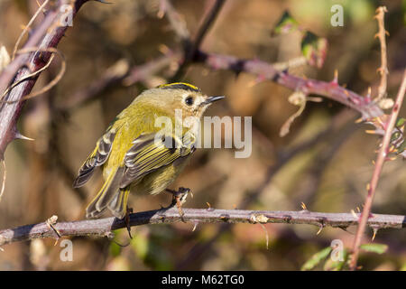 (Goldcrest Regulus Regulus) Großbritanniens und Irlands kleinsten Vogel kleine Runde mit gelb orange Krone auf dem Kopf und grenzt mit Schwarz. Ernährt sich von Insekten. Stockfoto