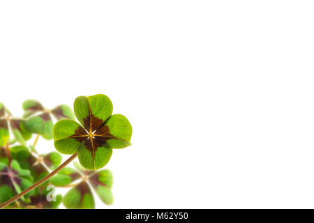 Four Leaf Clover auf weißem Hintergrund Stockfoto