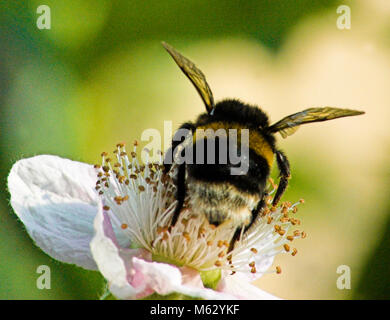 Hummel auf einer Blume Stockfoto
