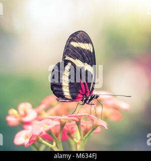 Abstrakte verschwommenen Hintergrund um Schmetterling mit roten und gelben Flügel