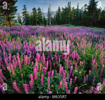 Lupine, Pferd Weide, Emigrant Wilderness, Stanislaus National Forest, Sierra Nevada, Kalifornien Stockfoto