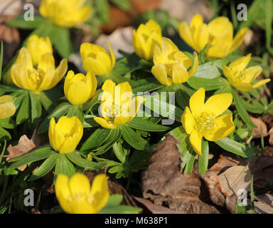 Die schöne, leuchtend gelben Blüten von Pflügen, auch als die gelbe Buschwindröschen oder buttercup Anemone bekannt Stockfoto