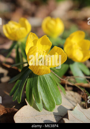 Die schöne, leuchtend gelben Blüten von Pflügen, auch als die gelbe Buschwindröschen oder buttercup Anemone bekannt. Stockfoto