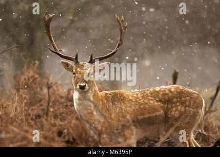 Damwild unter Schnee Stockfoto