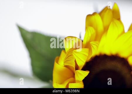 Soft Focus Studie von Sonnenblume Blüte Stockfoto