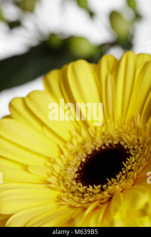 Nahaufnahme von einem gelben Gerbera Blume vor einem weißen Hintergrund. Es gibt grüne Beeren und Blätter im Hintergrund Stockfoto