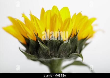 Sonnenblume Blüte Schuß gegen einen weißen Hintergrund mit sehr flachen Tiefenschärfe Stockfoto