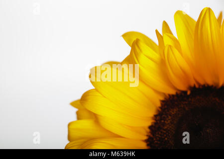 In der Nähe eines Teils einer Sonnenblume vor einem weißen Hintergrund angezeigt, um den Kontrast zwischen der weichen gelben Blütenblättern und die härteren Blüten in der Mitte. Stockfoto