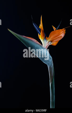 Bird of paradise flower (Strelitzia) gegen einen schwarzen Hintergrund Stockfoto