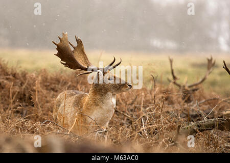 Damwild in freier Wildbahn Stockfoto