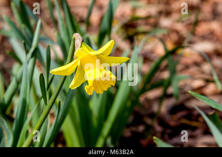 Daffofil. Narcissus pseudonarcissus (NARZISSE) wild wachsen in Abington Park, Norhampton. Stockfoto