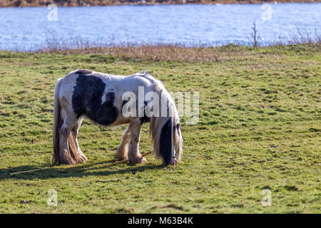 Gypsy horse tethered Beweidung auf dem Fluss Nene Überschwemmungsgebiete, Northampton. Großbritannien Stockfoto