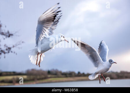 Lachmöwe. Larus ridibundus (Laridae) im Flug Stockfoto