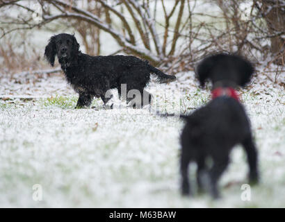 Cocker Spaniel in den Schnee. Stockfoto
