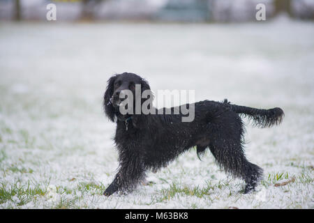 Ein Cocker Spaniel im Schnee. Stockfoto