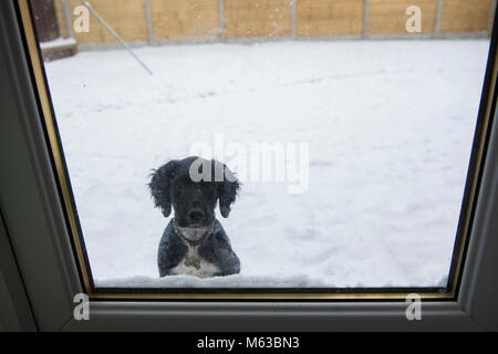 Einen Welpen Cocker Spaniel warten an der Tür in das Haus zu kommen. Stockfoto