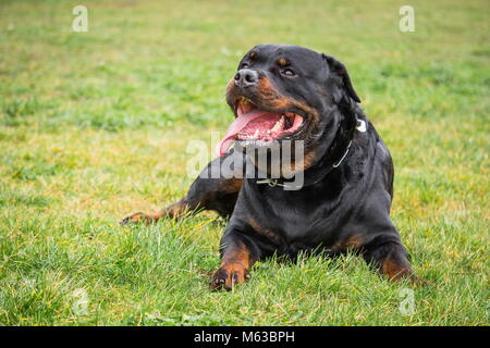 Ein rottweiler Hund, Uhren und wartet auf Aufträge seines Meisters im Liegen Stockfoto