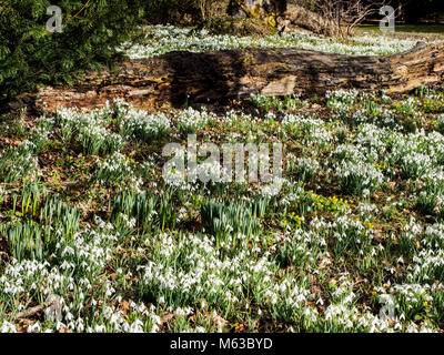 Eine ganze Reihe von Spitzenkönnern Schneeglöckchen (Galanthus nivalis) wachsen in einem bewaldeten Garten mit gelben Winter aconites (Eranthis Hyemalis) und Narzissen. Stockfoto
