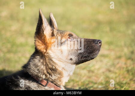 Ein Porträt von einem Schäferhund Welpe mit einem verschmitzten und aufmerksamen Blick auf seine Master Stockfoto