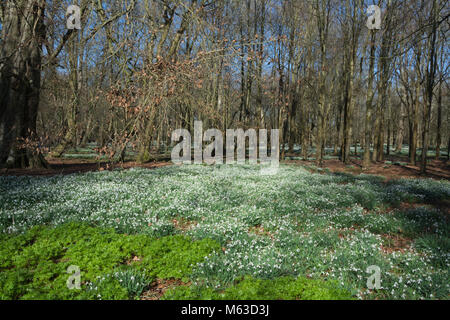 Buche Wäldern bedeckt mit Schneeglöckchen im Februar an Welford Park, Berkshire, Großbritannien Stockfoto