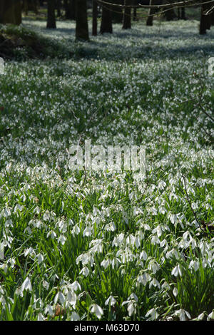 Buche Wäldern bedeckt mit Schneeglöckchen im Februar an Welford Park, Berkshire, Großbritannien Stockfoto