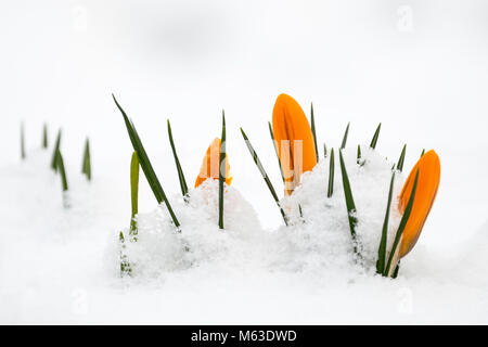 Crocus Blumen peep durch Schnee in Leicestershire, 28. Februar 2018. Stockfoto