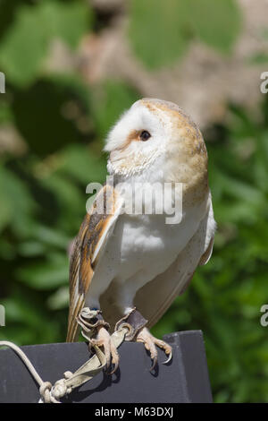 Gemeinsame oder Western Barn Owl lateinischer Name Tyto Alba eine nächtliche Raubvogel in ganz Europa und Nordafrika gefunden Stockfoto