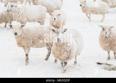 Balfron, Stirlingshire, Schottland, UK. 28 Feb, 2018. UK Wetter - Schafe in der Hoffnung auf Nahrung bei starkem Schneefall, Balfron, Stirlingshire Credit: Kay Roxby/Alamy leben Nachrichten Stockfoto