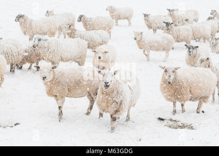 Balfron, Stirlingshire, Schottland, UK. 28 Feb, 2018. UK Wetter - Schafe in der Hoffnung auf Nahrung bei starkem Schneefall, Balfron, Stirlingshire Credit: Kay Roxby/Alamy leben Nachrichten Stockfoto