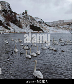 28 Feb 2018, Edinburgh Holyrood Park, Schottland. Hungrige Vögel Enten und Schwäne versammeln sich für Essen in den Seen während einer Ruhepause zwischen dem Schnee blizzards Stockfoto