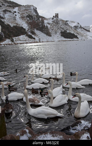 28 Feb 2018, Edinburgh Holyrood Park, Schottland. Hungrige Vögel Enten und Schwäne versammeln sich für Essen in den Seen während einer Ruhepause zwischen dem Schnee blizzards Stockfoto