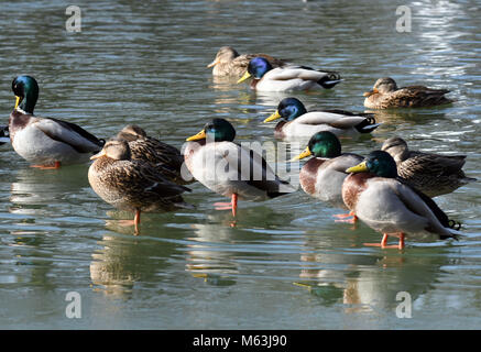 Köln-ehrenfeld, Deutschland. 28 Feb, 2018. Enten Sonnenbaden am Rande einer Eisschicht von einem Teich in der Bluecherpark in Köln-ehrenfeld, Deutschland, 28. Februar 2018. Quelle: Henning Kaiser/dpa/Alamy leben Nachrichten Stockfoto