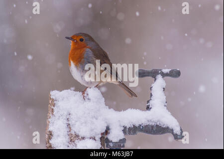 Norfolk, England, UK. 28. Februar 2018. Ein Rotkehlchen (Erithacus Rubecula) Ernährung bei eisigen Bedingungen in einem Norfolk Garten. Quelle: Tim Oram/Alamy leben Nachrichten Stockfoto