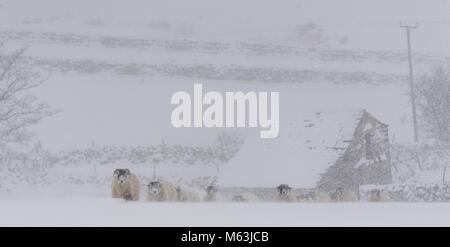 Wensleydale, North Yorkshire, UK. 28 Feb, 2018. Swaledale Mutterschafe warten im Schnee gefüttert werden, nur wenige Wochen bevor Sie wegen Lamm. Hawes, North Yorkshire, UK Credit: Wayne HUTCHINSON/Alamy leben Nachrichten Stockfoto