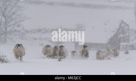 Wensleydale, North Yorkshire, UK. 28 Feb, 2018. Swaledale Mutterschafe warten im Schnee gefüttert werden, nur wenige Wochen bevor Sie wegen Lamm. Hawes, North Yorkshire, UK Credit: Wayne HUTCHINSON/Alamy leben Nachrichten Stockfoto