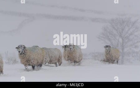 Wensleydale, North Yorkshire, UK. 28 Feb, 2018. Swaledale Mutterschafe warten im Schnee gefüttert werden, nur wenige Wochen bevor Sie wegen Lamm. Hawes, North Yorkshire, UK Credit: Wayne HUTCHINSON/Alamy leben Nachrichten Stockfoto