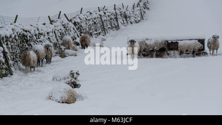 Wensleydale, North Yorkshire, UK. 28 Feb, 2018. Swaledale Mutterschafe warten im Schnee gefüttert werden, nur wenige Wochen bevor Sie wegen Lamm. Hawes, North Yorkshire, UK Credit: Wayne HUTCHINSON/Alamy leben Nachrichten Stockfoto