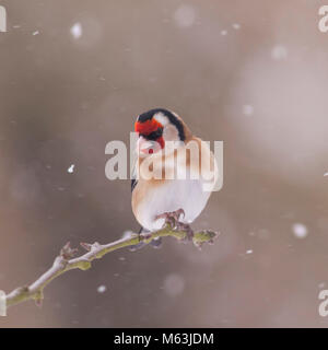 Norfolk, England, UK. 28. Februar 2018. Ein Stieglitz (Carduelis carduelis) Ernährung bei eisigen Bedingungen in einem Norfolk Garten. Quelle: Tim Oram/Alamy leben Nachrichten Stockfoto