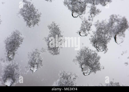 Glasgow, Schottland, Großbritannien. 28. Februar, 2018. Makroaufnahme der Schneeflocken am Fenster Credit: Tony Clerkson/Alamy leben Nachrichten Stockfoto