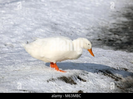 Eine weiße Ente auf Schneebedeckter Boden, Littleborough, North West, 28 Februar, 2018 (C) Barbara Cook/Alamy leben Nachrichten Stockfoto