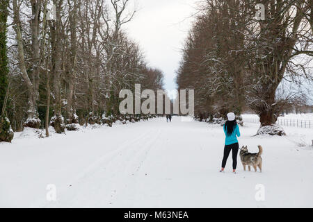 Celbridge, Kildare, Irland. 28 Feb 2018: Irland Wetter. Tier aus dem Osten hits irische Städte. Starker Schneefall in Celbridge. Frau jugging im Schnee mit ihrem Hund. Stockfoto