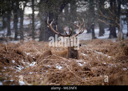 London, Großbritannien. 28. Februar, 2018. Red Deer Hirsch in Richmond Park mit Schnee Credit gesehen: Martin Griffett/Alamy leben Nachrichten Stockfoto